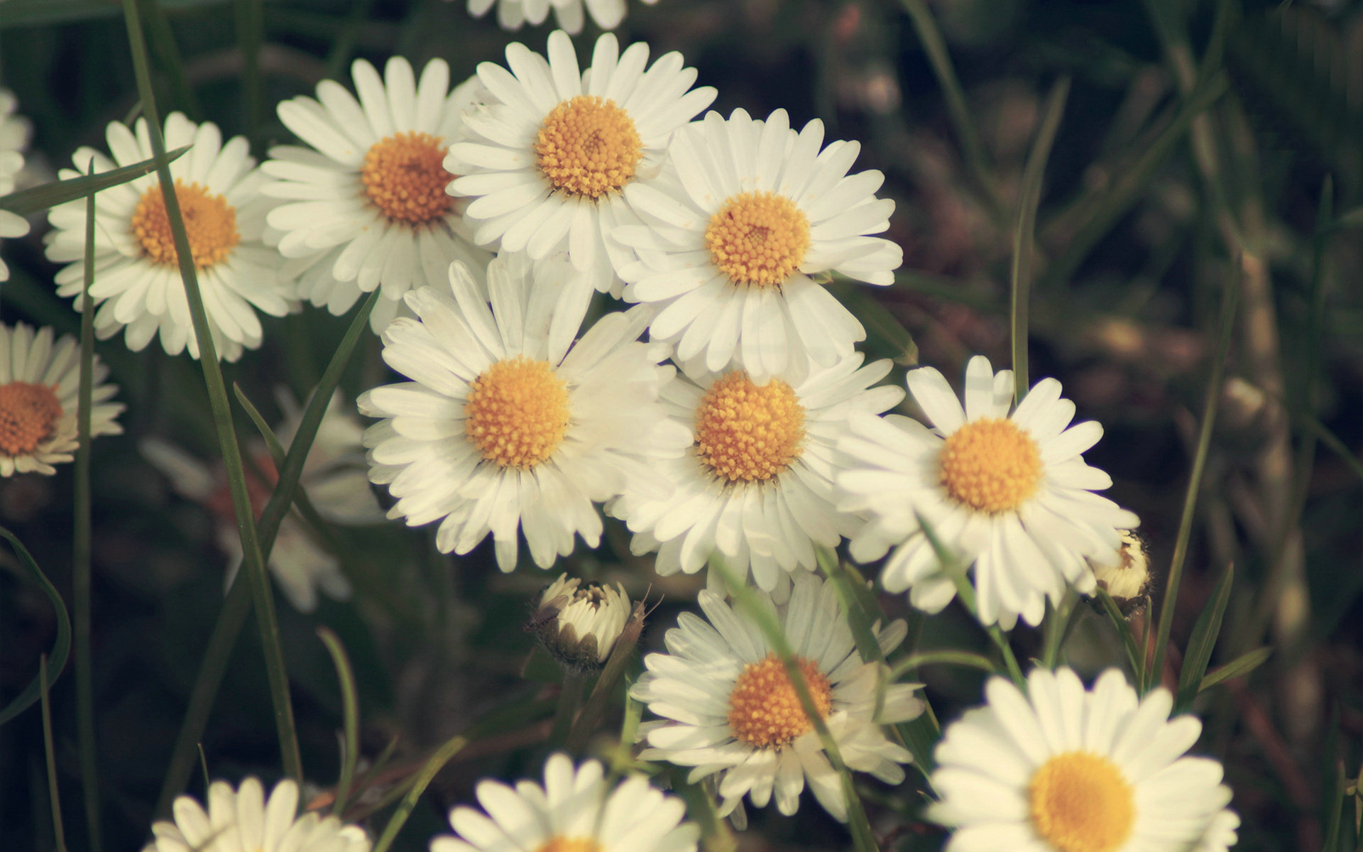 Vintage Daisy Wallpapers