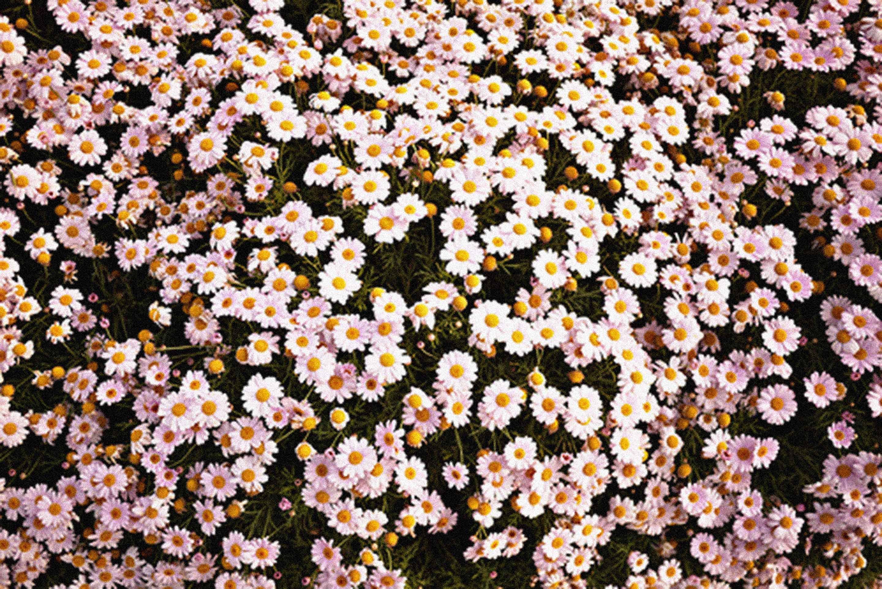 Vintage Daisy Wallpapers