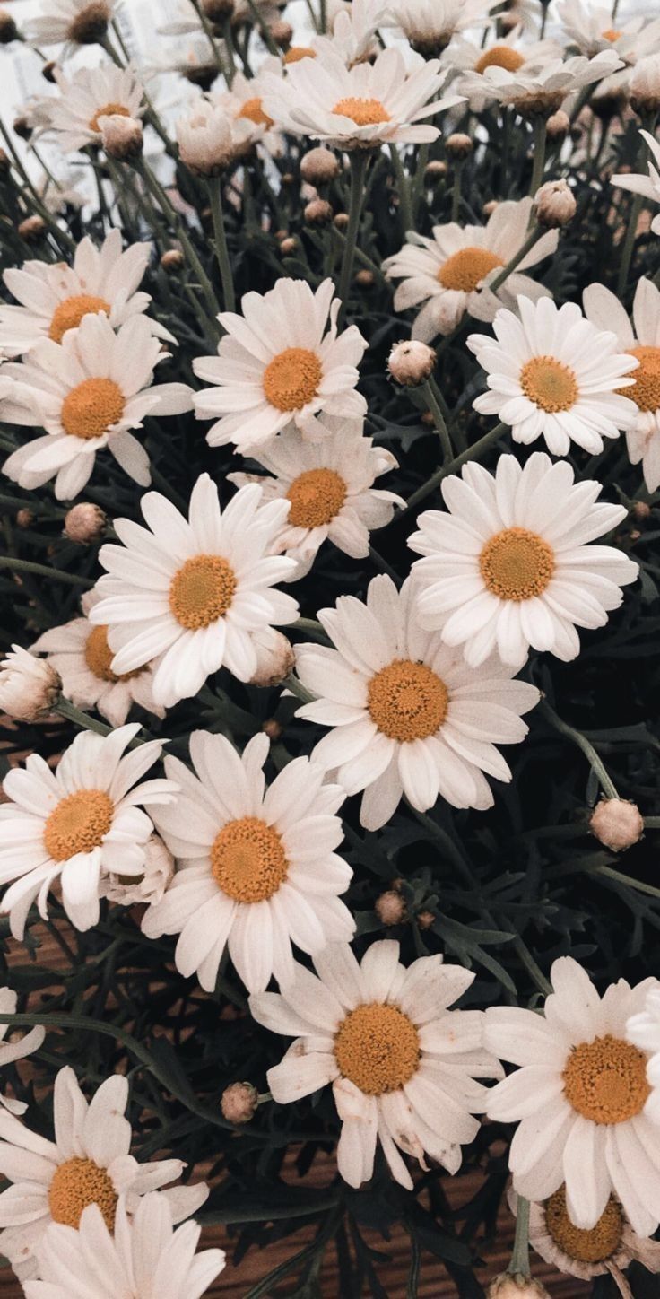 Vintage Daisy Wallpapers