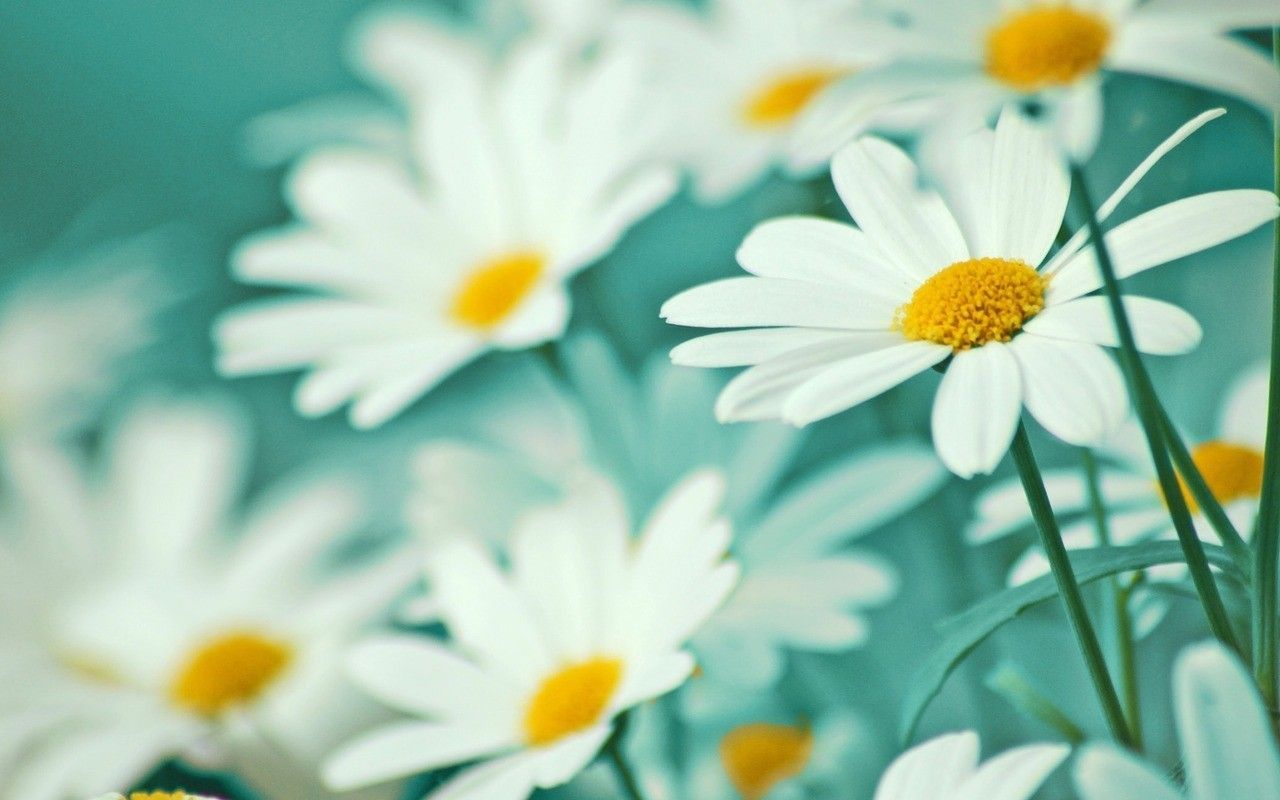 Vintage Daisy Wallpapers