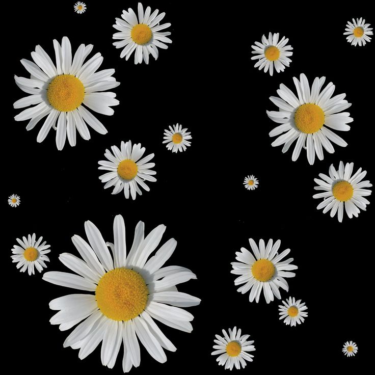 Vintage Daisy Wallpapers