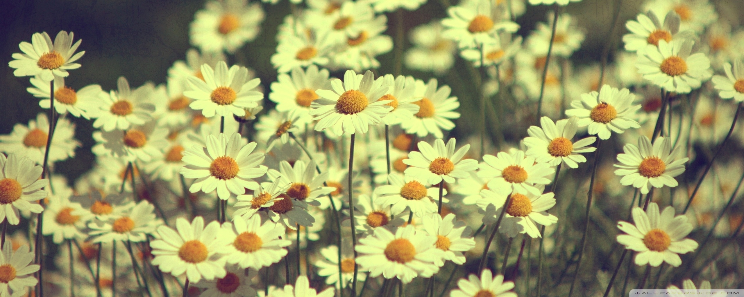 Vintage Daisy Wallpapers