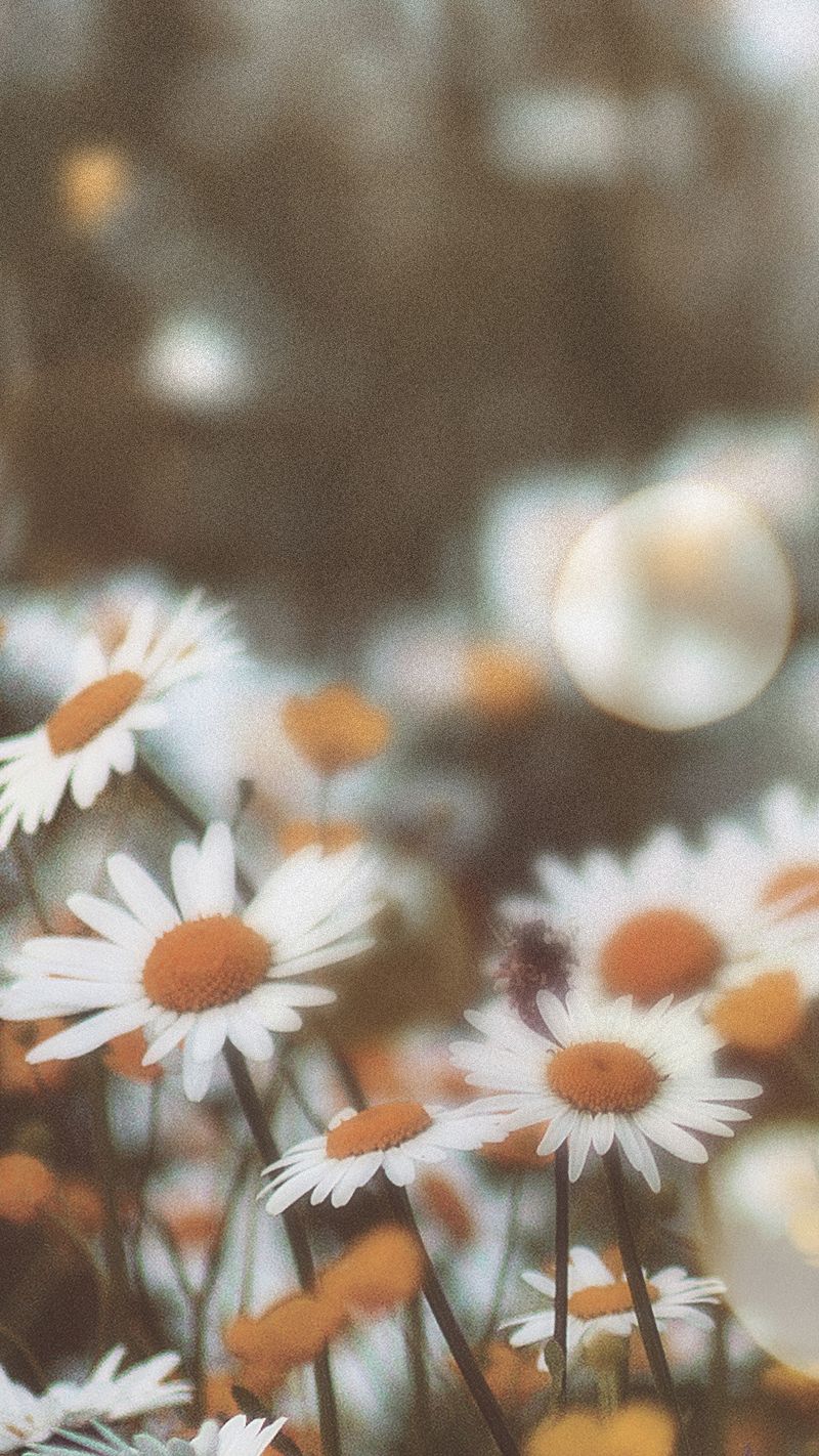 Vintage Daisy Wallpapers