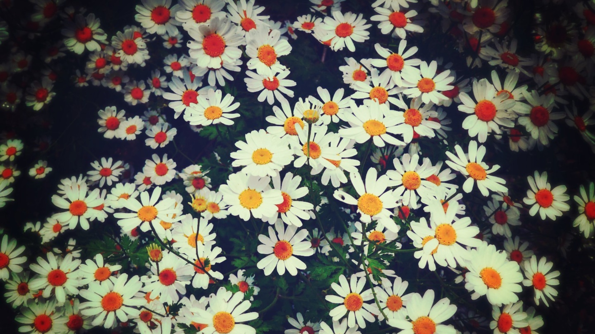 Vintage Daisy Wallpapers