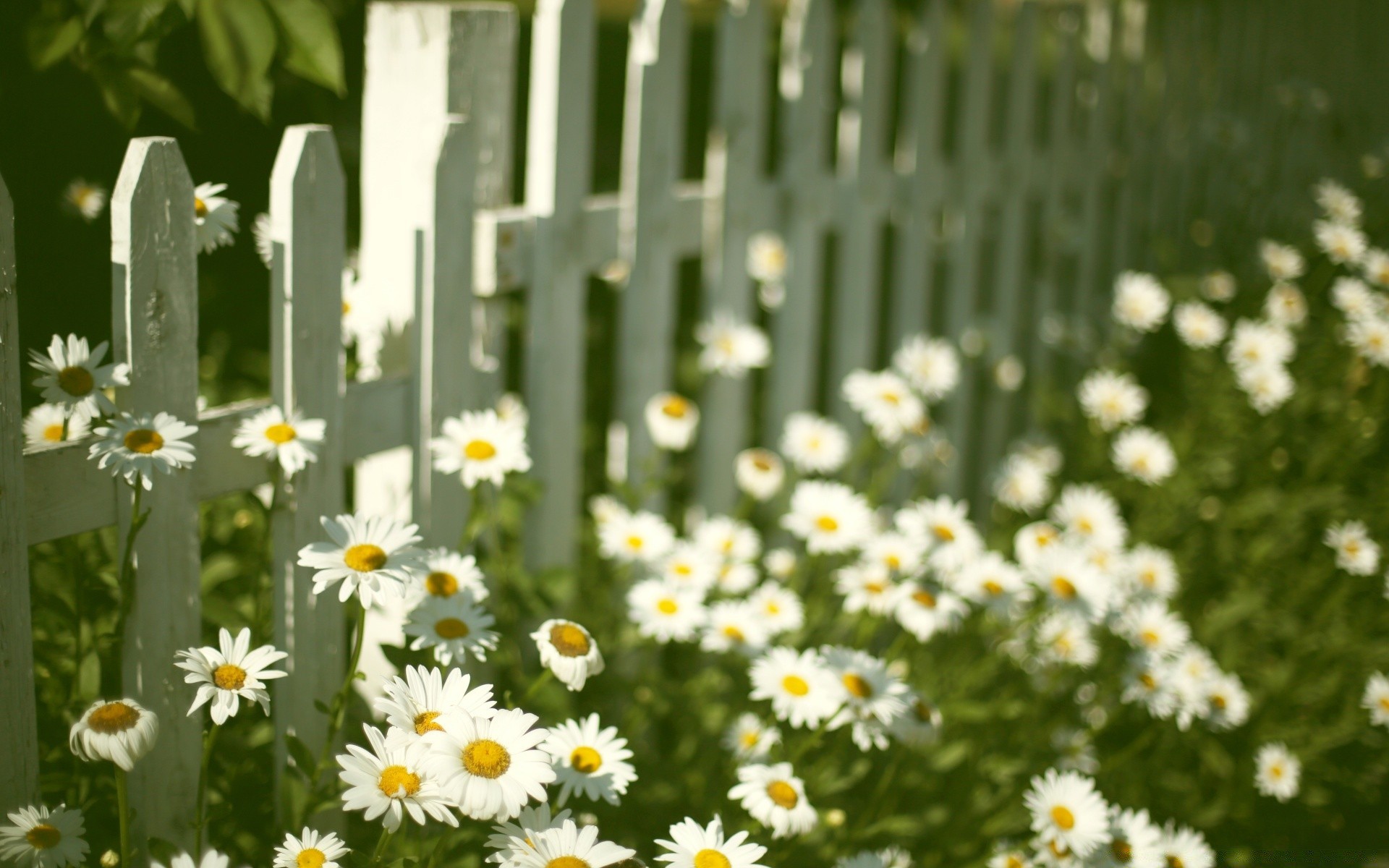 Vintage Daisy Wallpapers