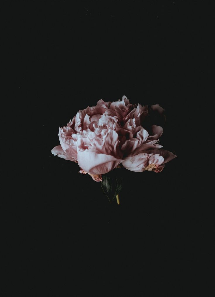 Vintage Dark Flower Aesthetic Wallpapers