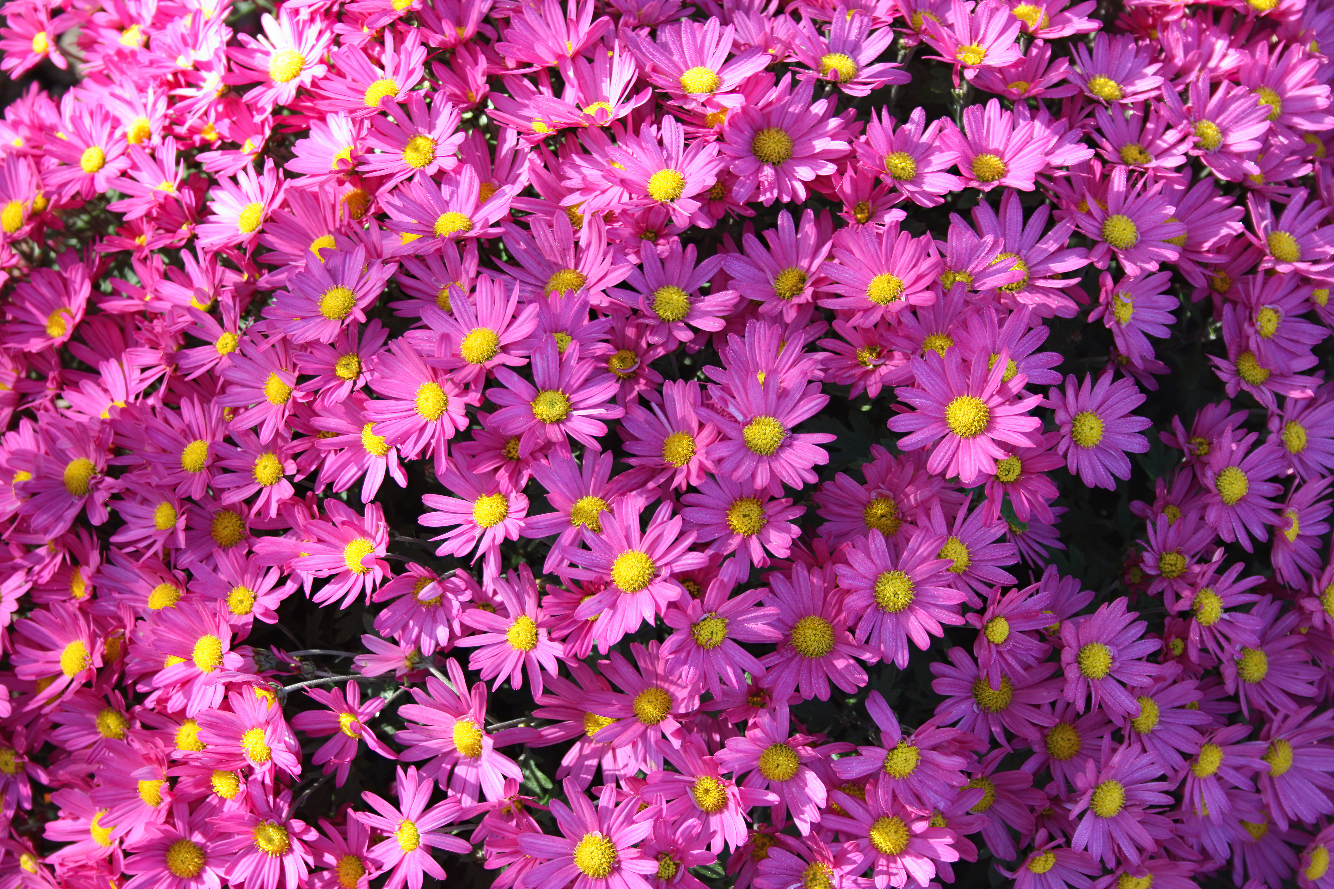 Violet Flowers Wallpapers