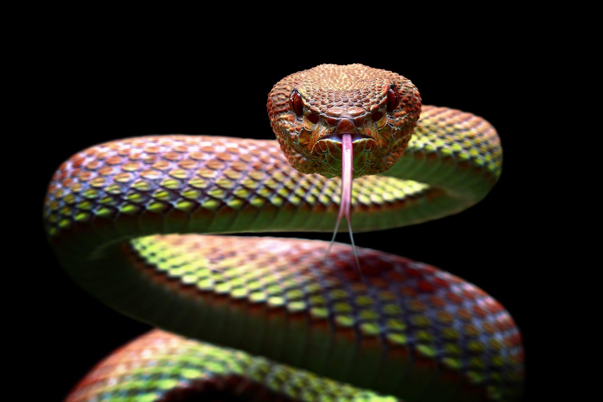 Viper Snake Wallpapers
