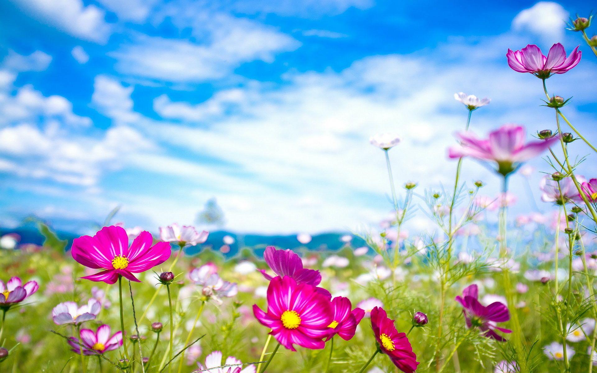 Wallpaper Beautiful Flowers Wallpapers