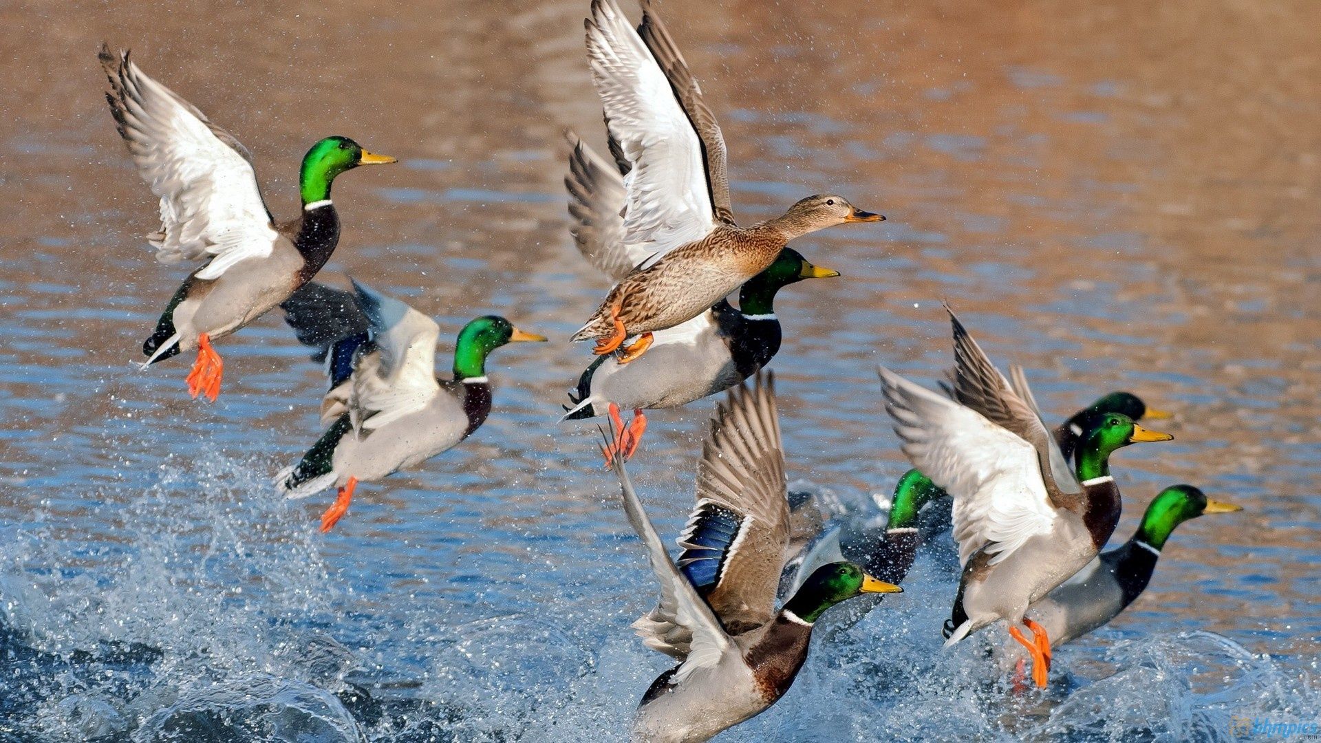 Wallpaper Black Lab Duck Hunting Wallpapers