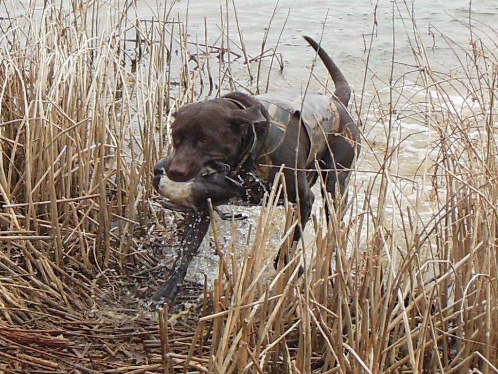 Wallpaper Black Lab Duck Hunting Wallpapers