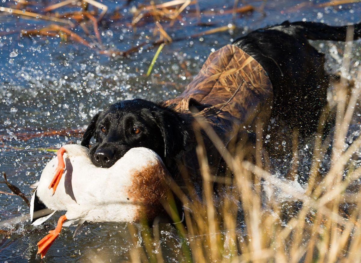 Wallpaper Black Lab Duck Hunting Wallpapers