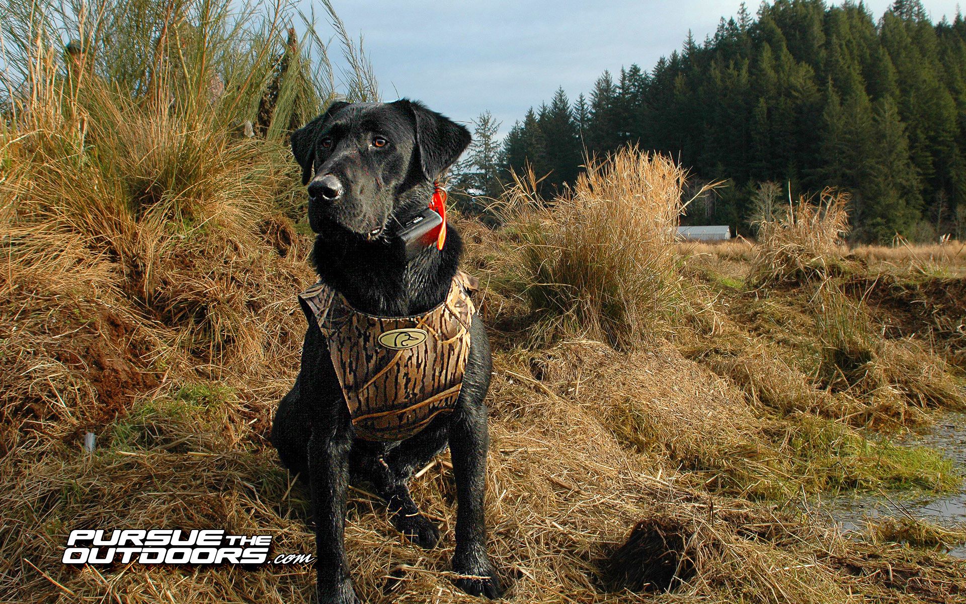 Wallpaper Black Lab Duck Hunting Wallpapers