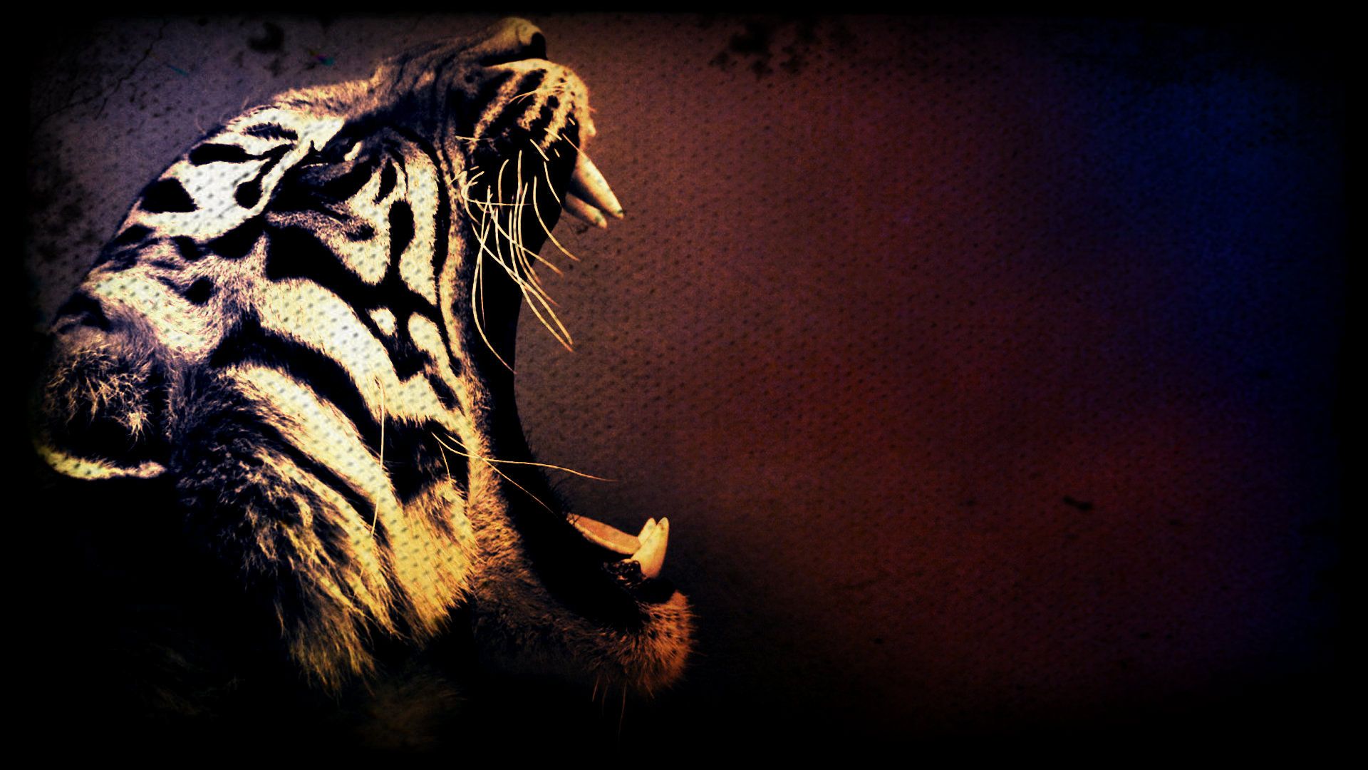 Wallpaper Cool Tigers Wallpapers