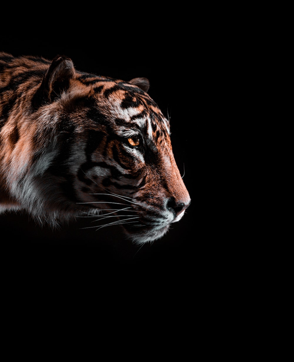 Wallpaper Cool Tigers Wallpapers