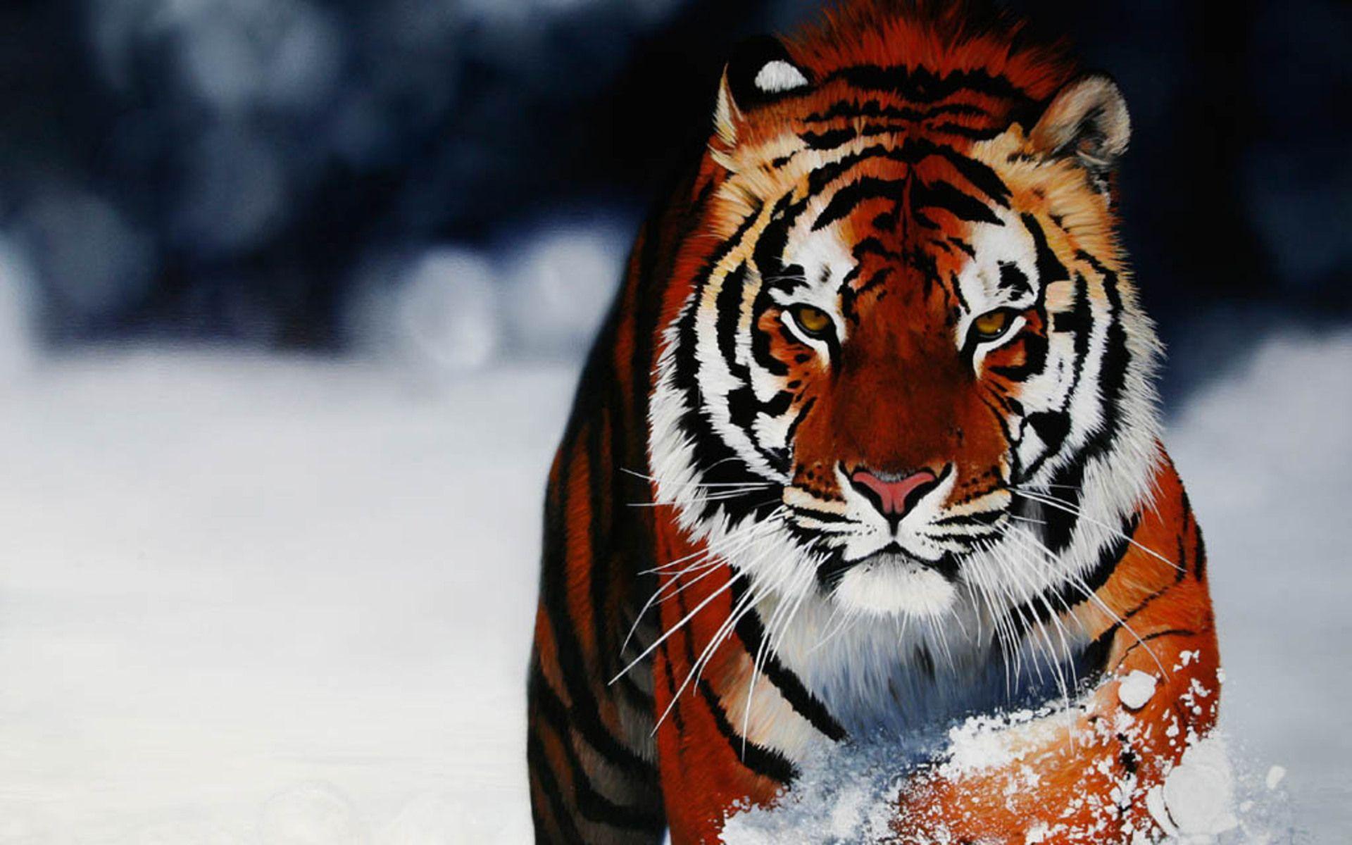 Wallpaper Cool Tigers Wallpapers