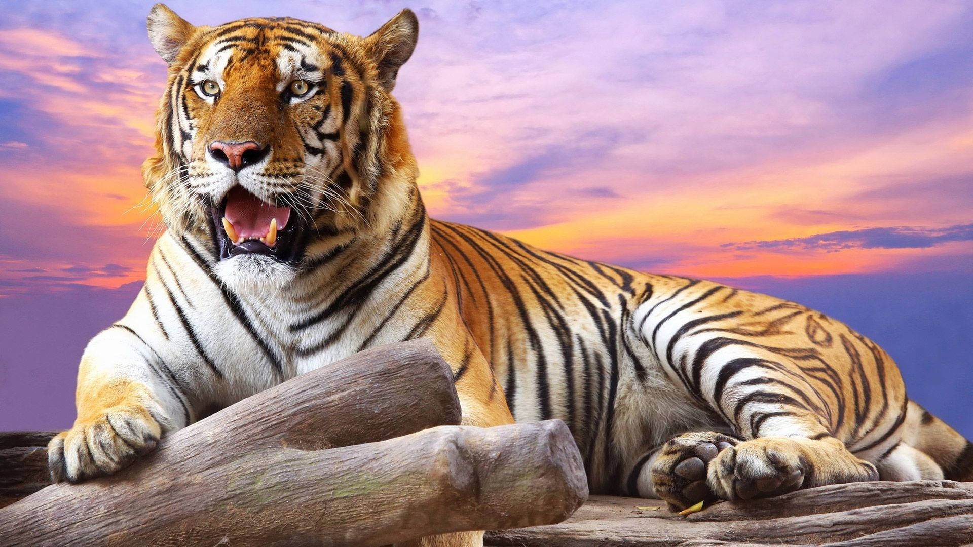 Wallpaper Cool Tigers Wallpapers