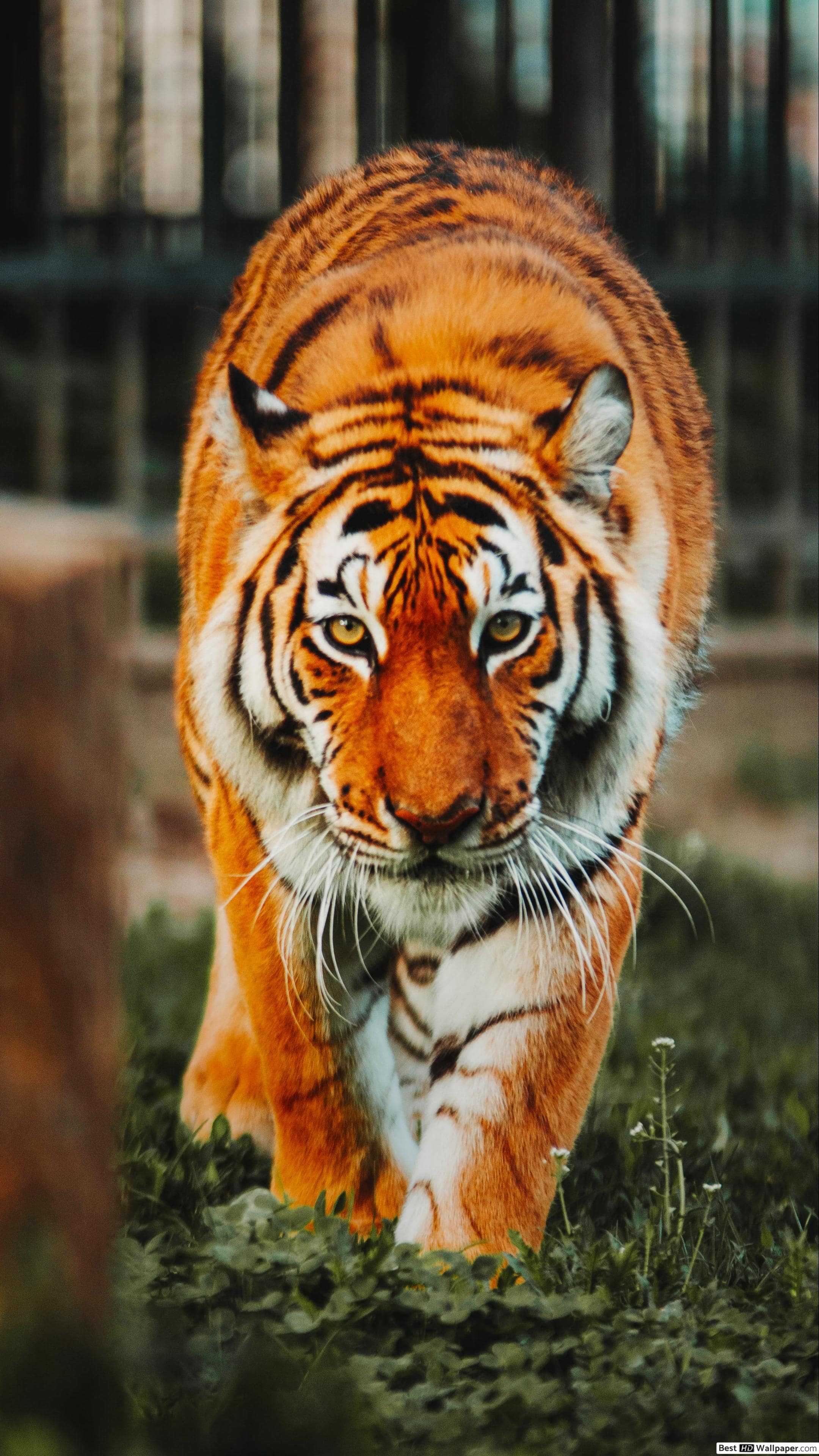 Wallpaper Cool Tigers Wallpapers