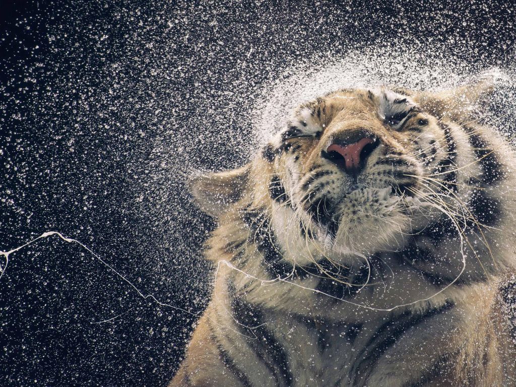 Wallpaper Cool Tigers Wallpapers