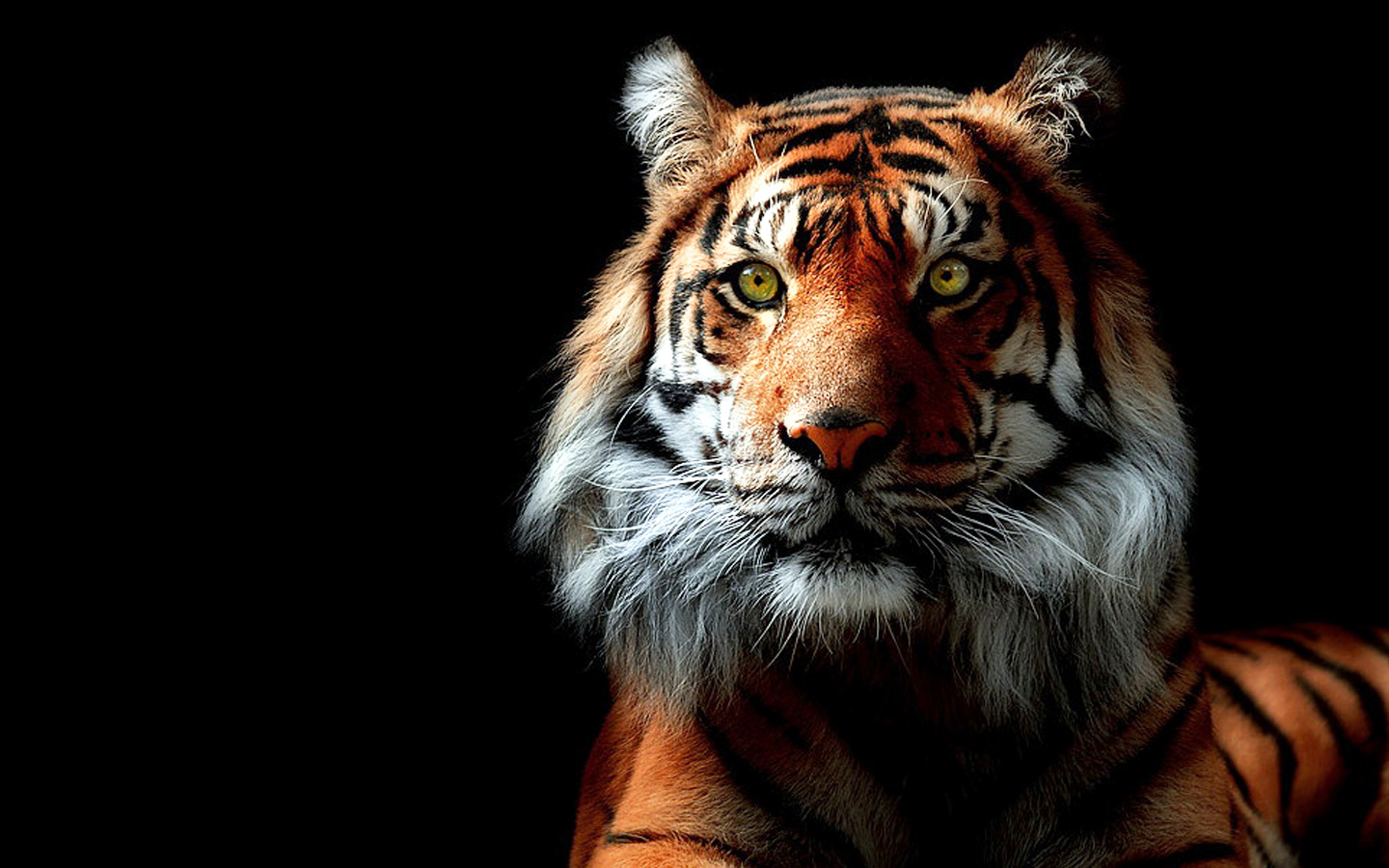 Wallpaper Cool Tigers Wallpapers