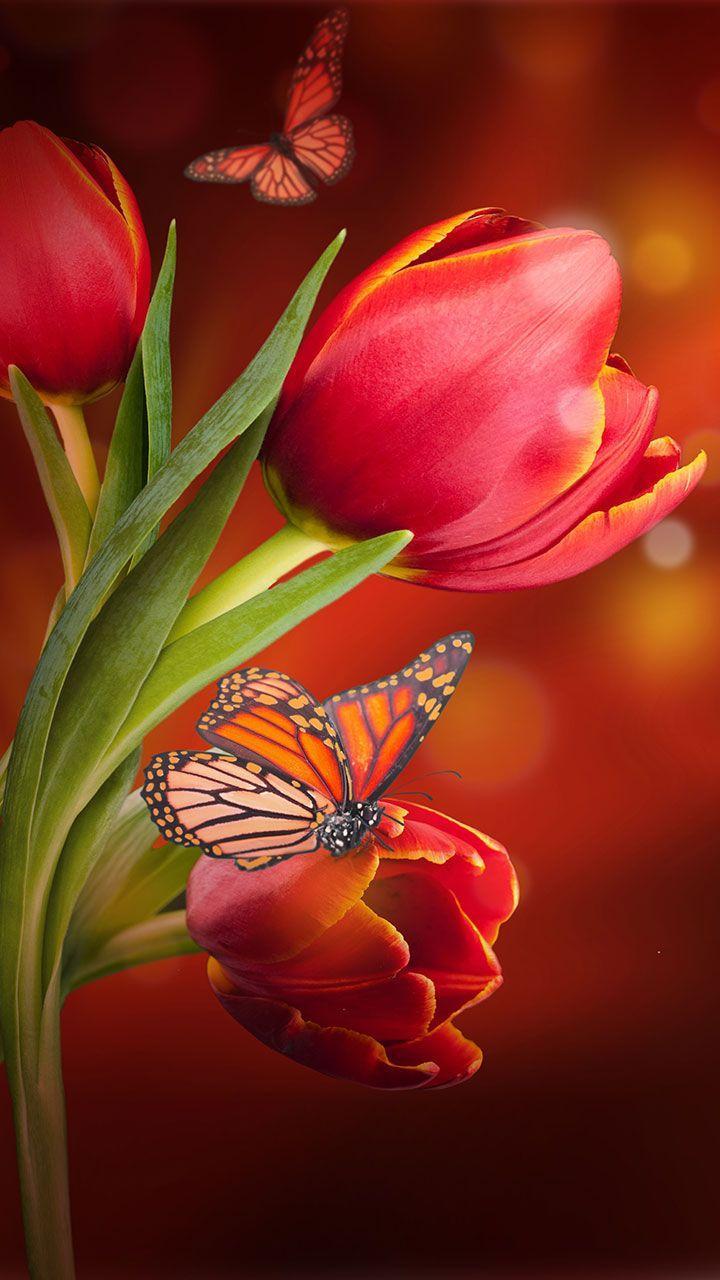 Wallpaper Flowers Wallpapers