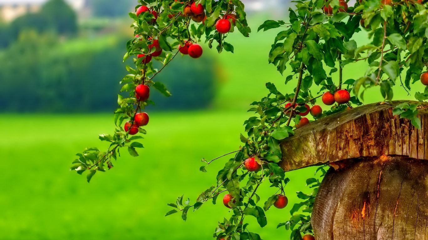 Wallpaper Fruits Tree Wallpapers