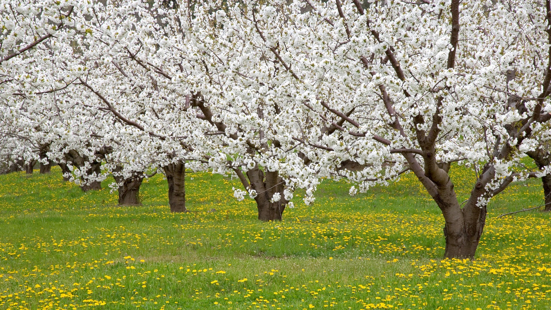 Wallpaper Fruits Tree Wallpapers