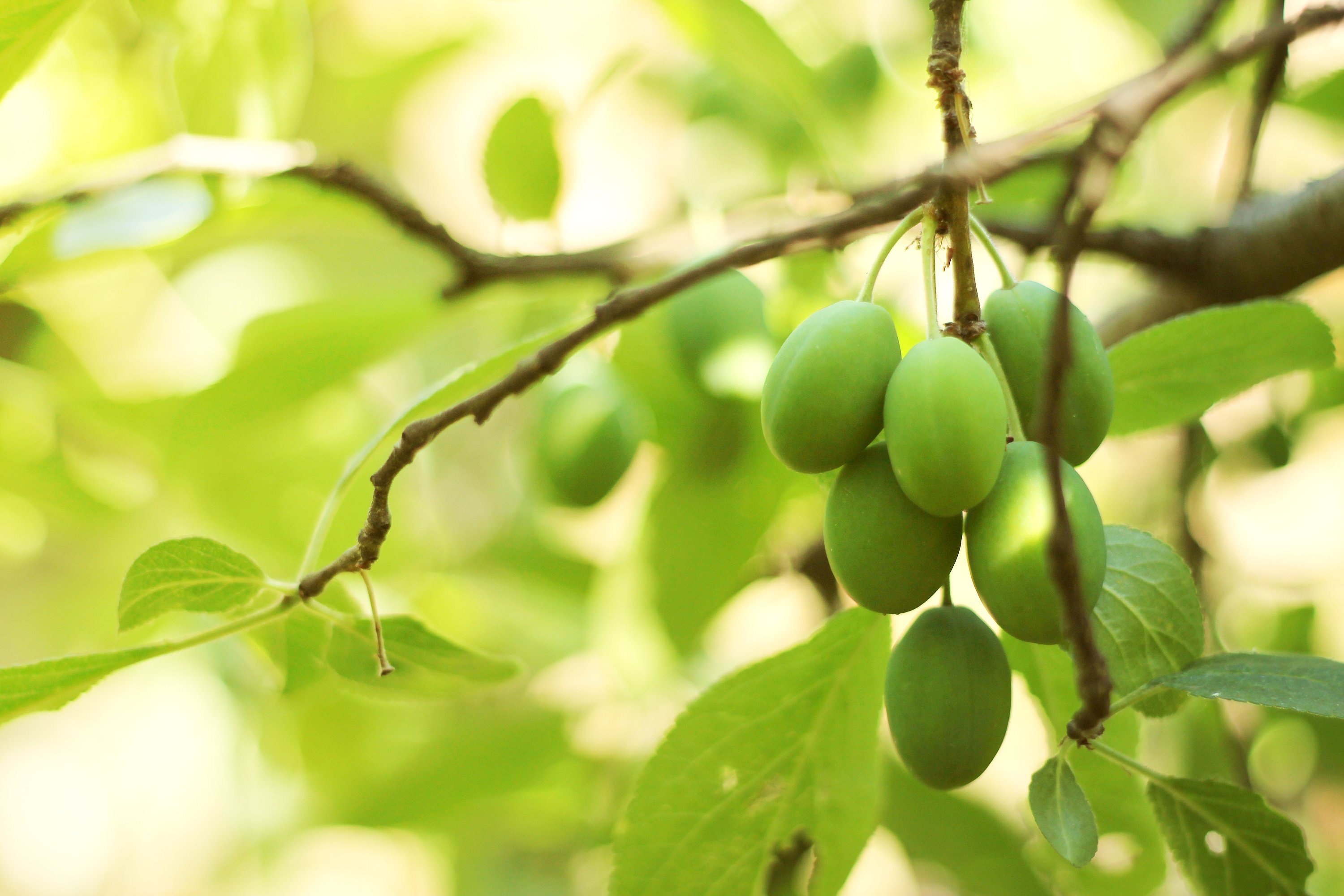 Wallpaper Fruits Tree Wallpapers