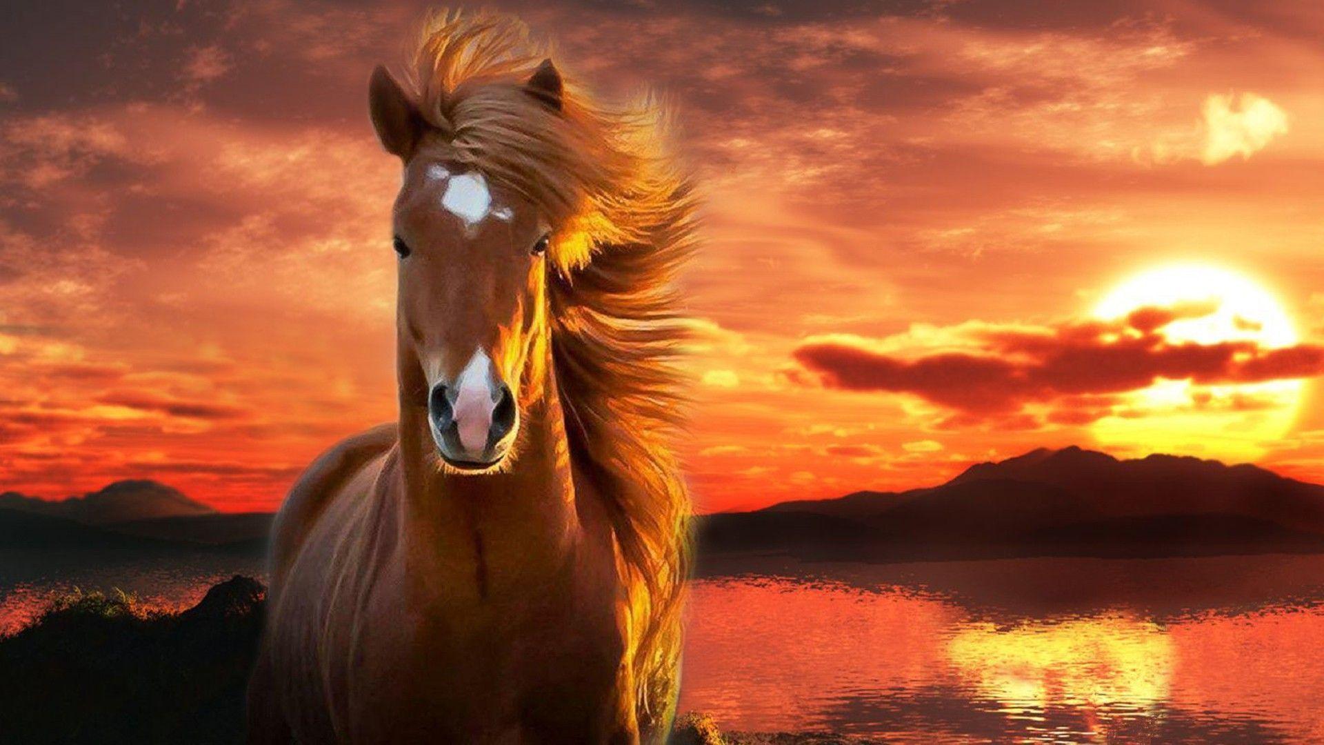 Wallpaper Horse Sunset Wallpapers