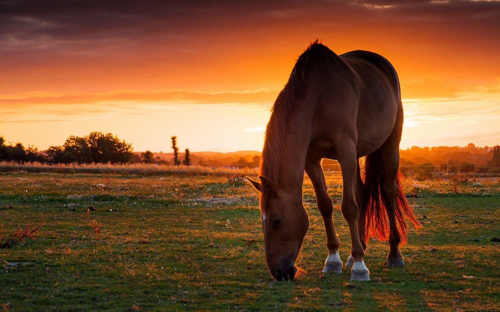 Wallpaper Horse Sunset Wallpapers