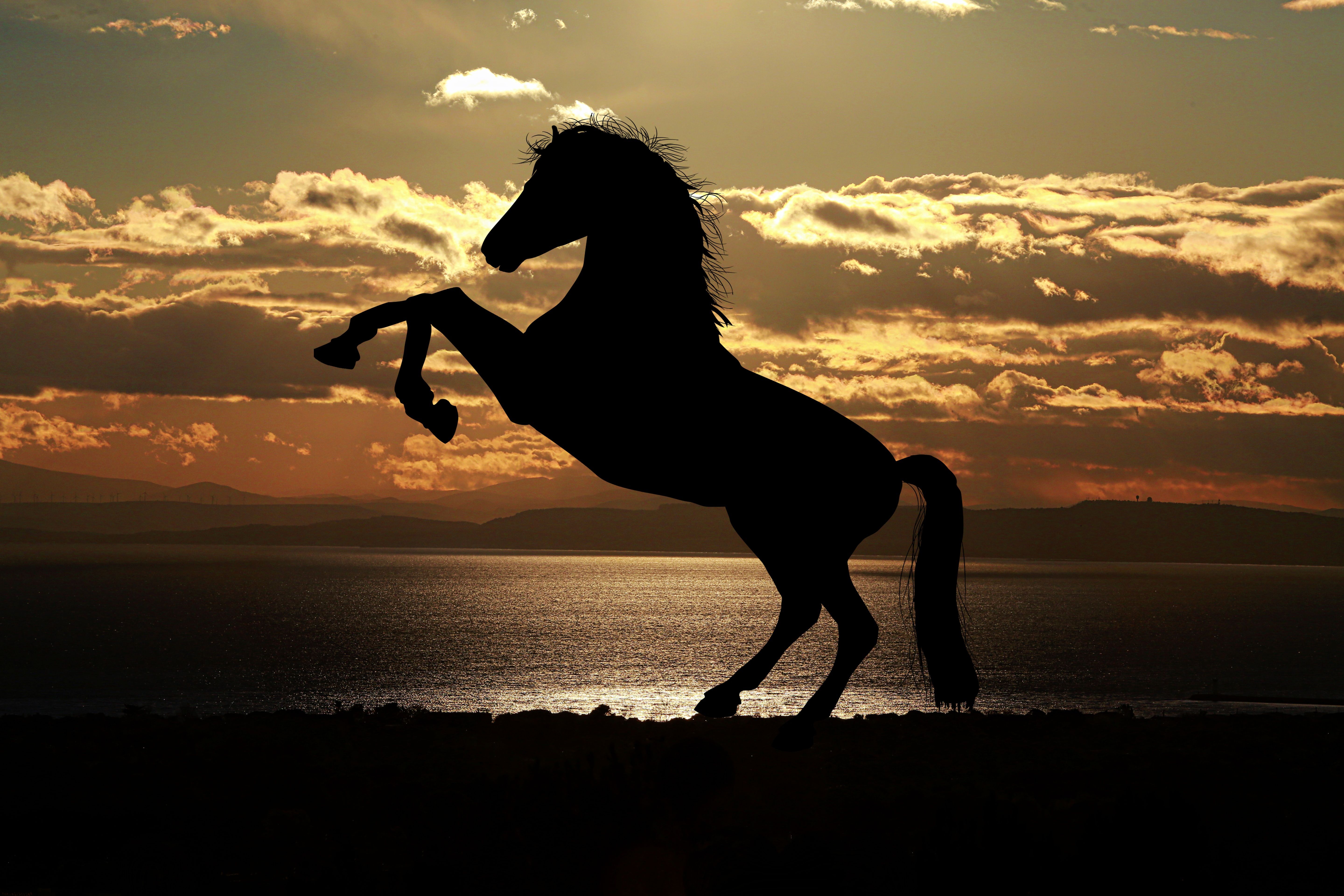 Wallpaper Horse Sunset Wallpapers