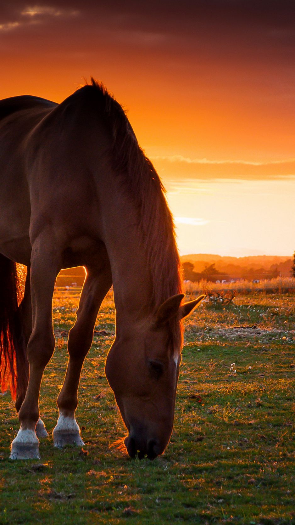 Wallpaper Horse Sunset Wallpapers