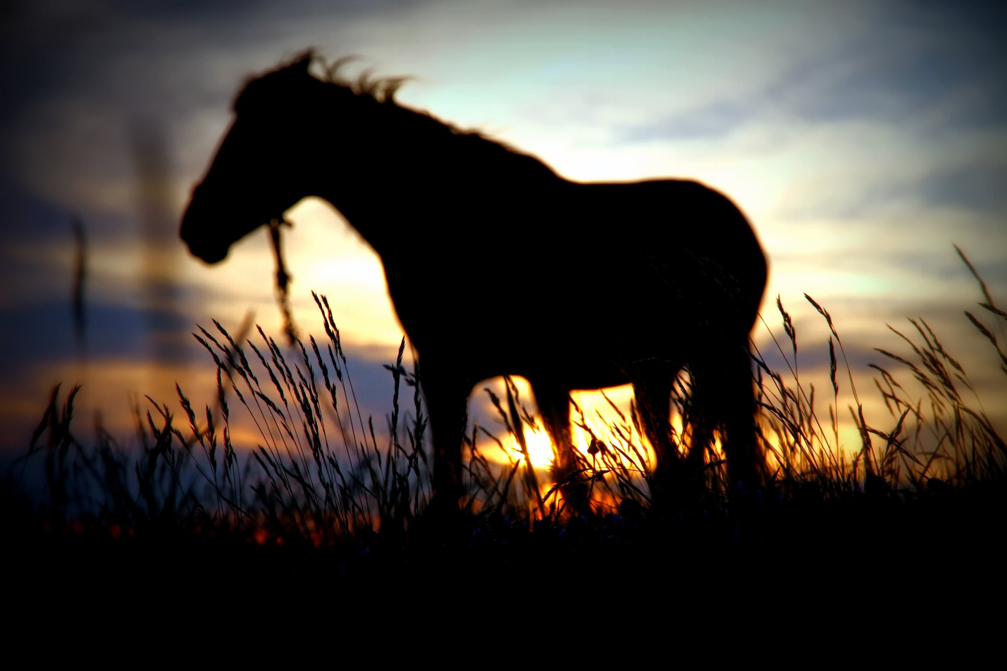 Wallpaper Horse Sunset Wallpapers