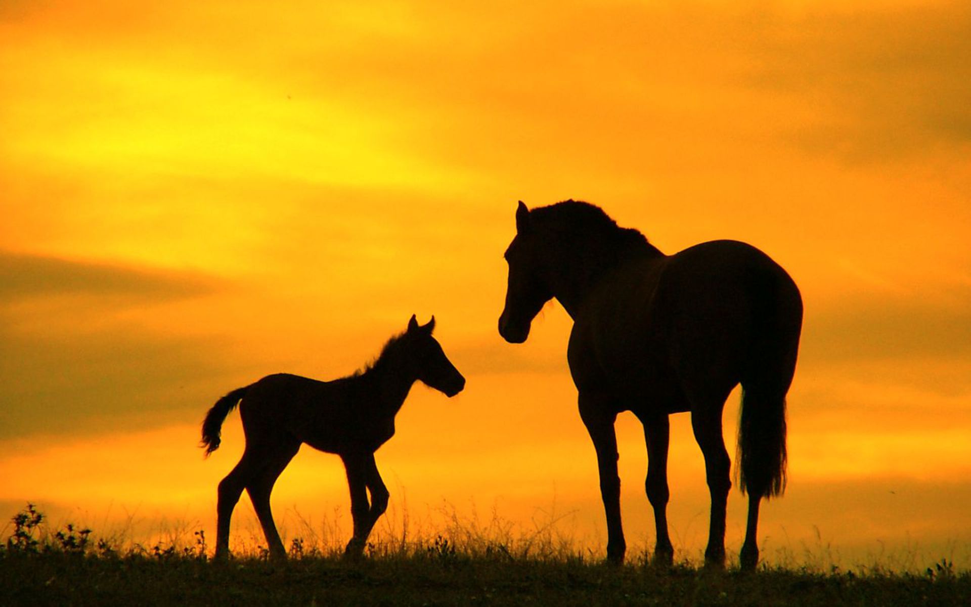 Wallpaper Horse Sunset Wallpapers