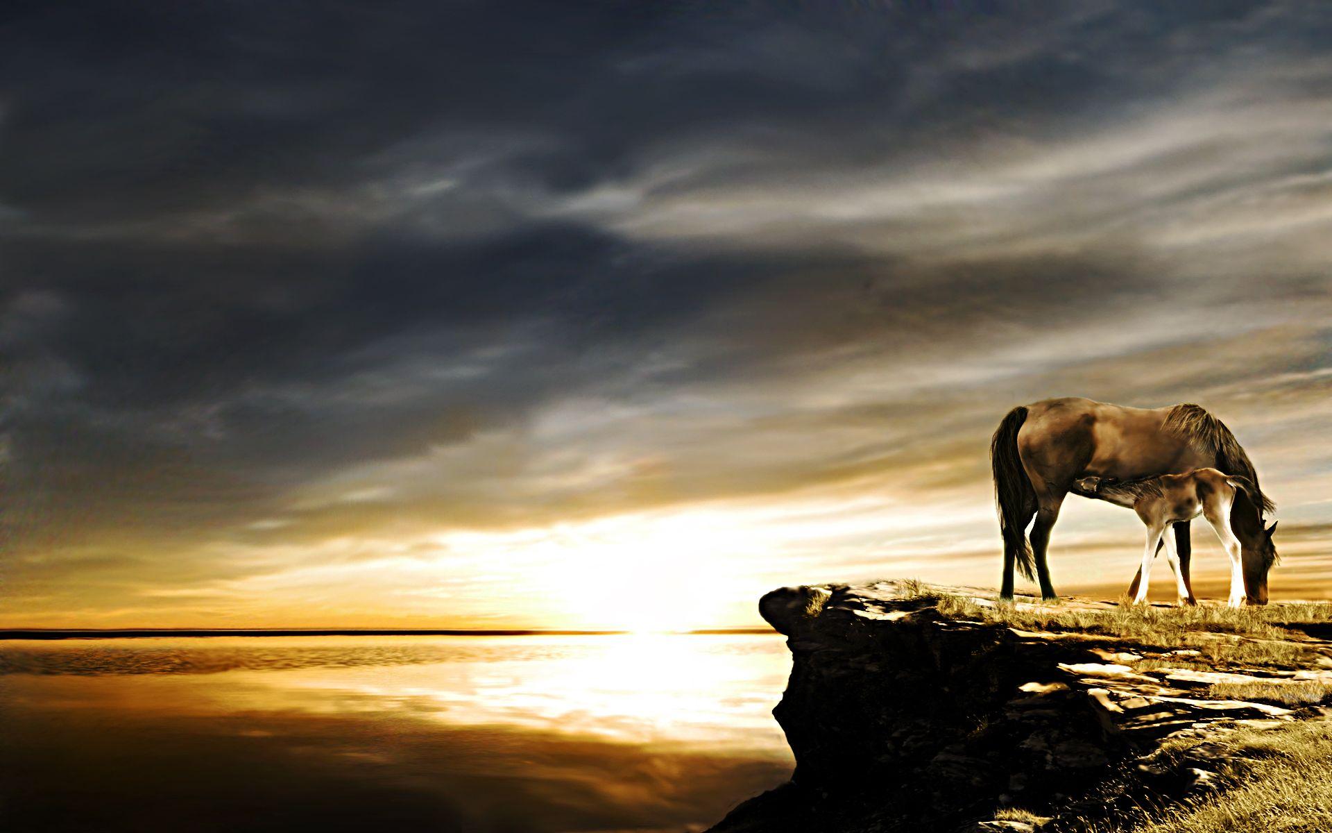 Wallpaper Horse Sunset Wallpapers