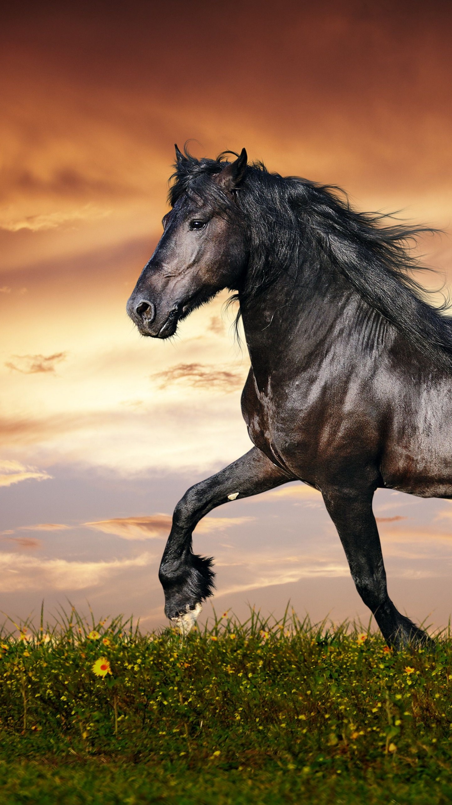 Wallpaper Horse Sunset Wallpapers