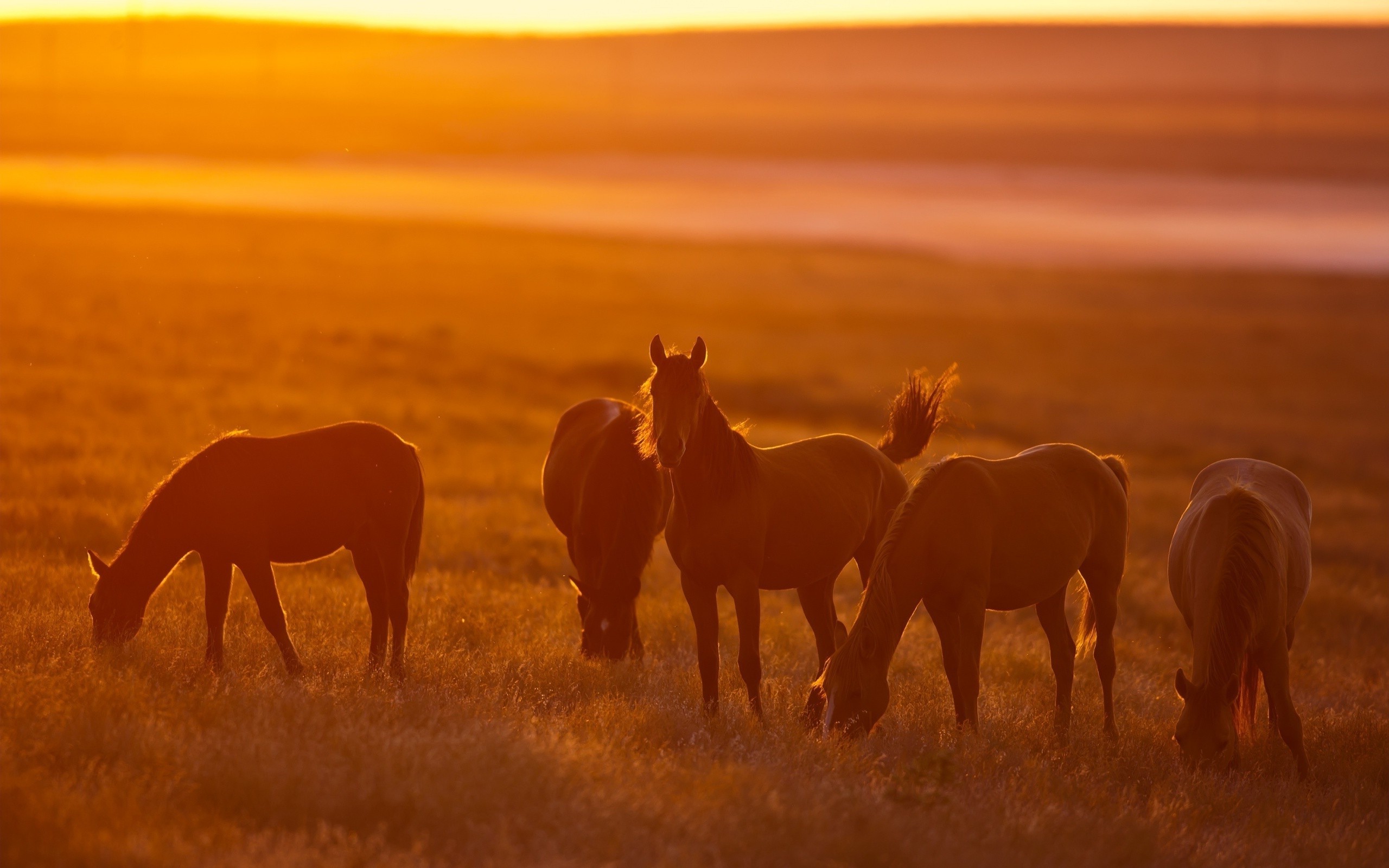 Wallpaper Horse Sunset Wallpapers