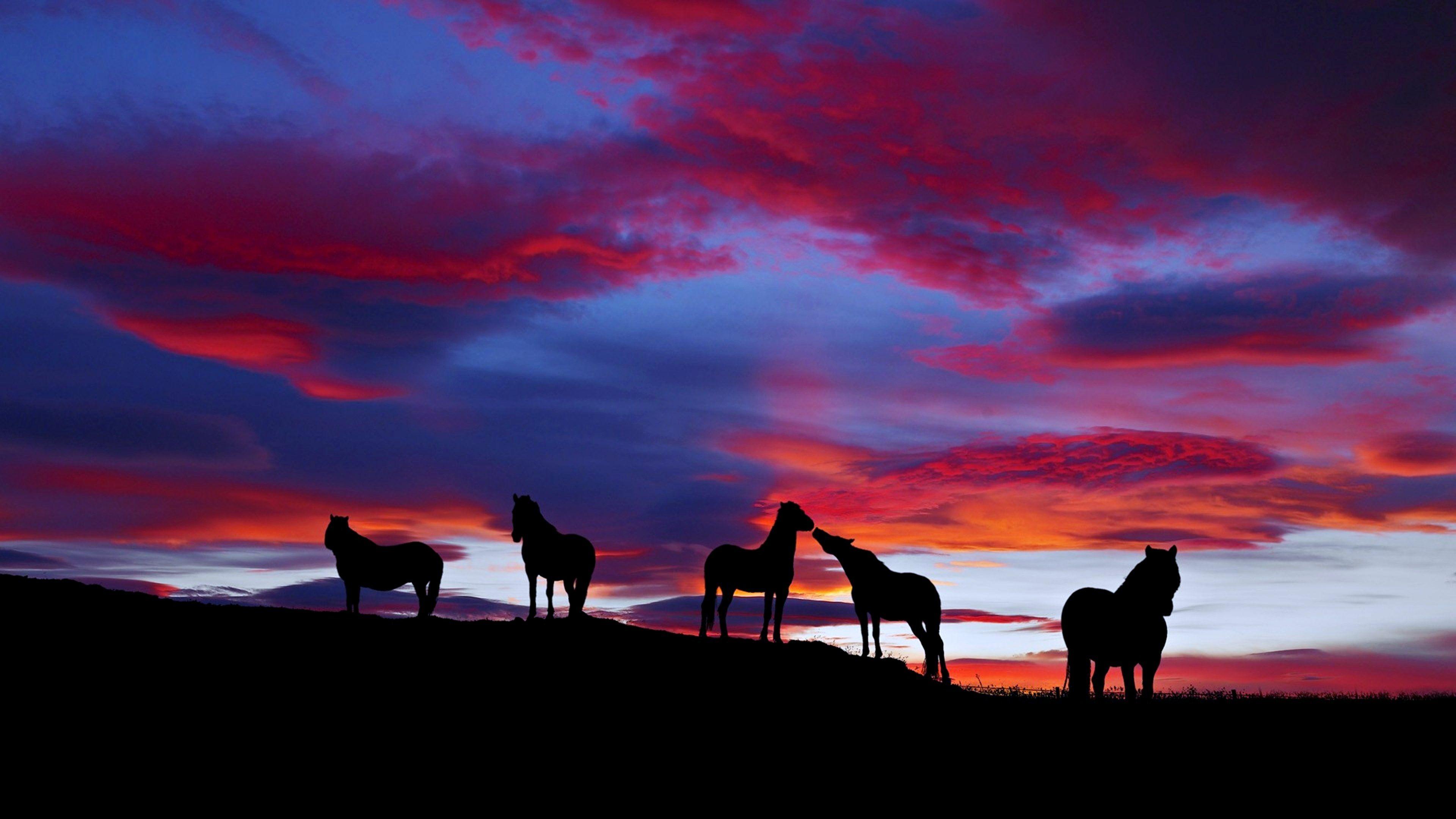 Wallpaper Horse Sunset Wallpapers