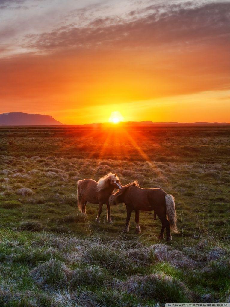 Wallpaper Horse Sunset Wallpapers