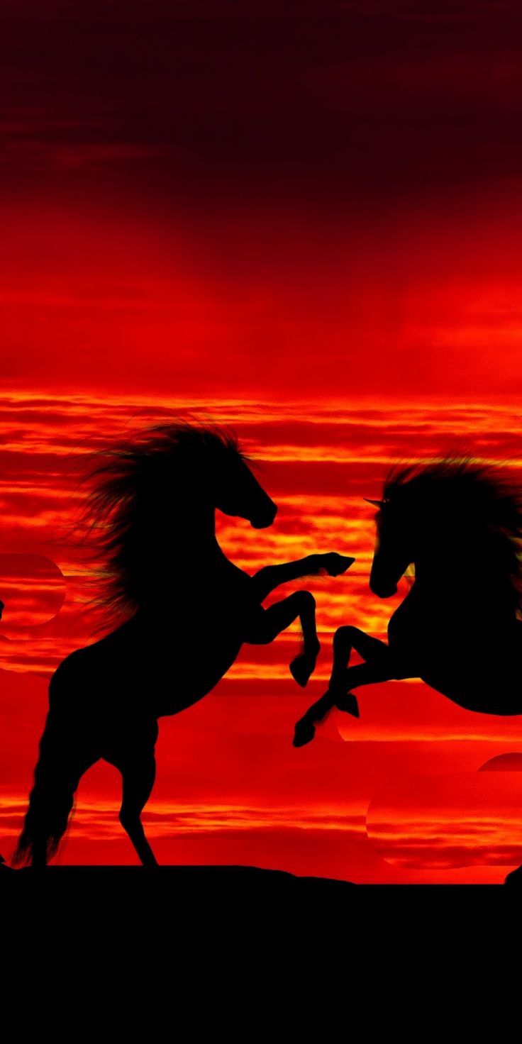 Wallpaper Horse Sunset Wallpapers