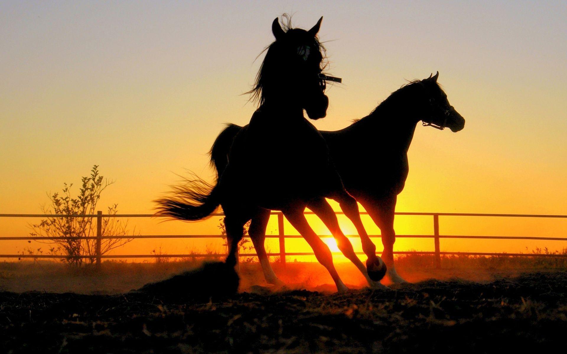 Wallpaper Horse Sunset Wallpapers