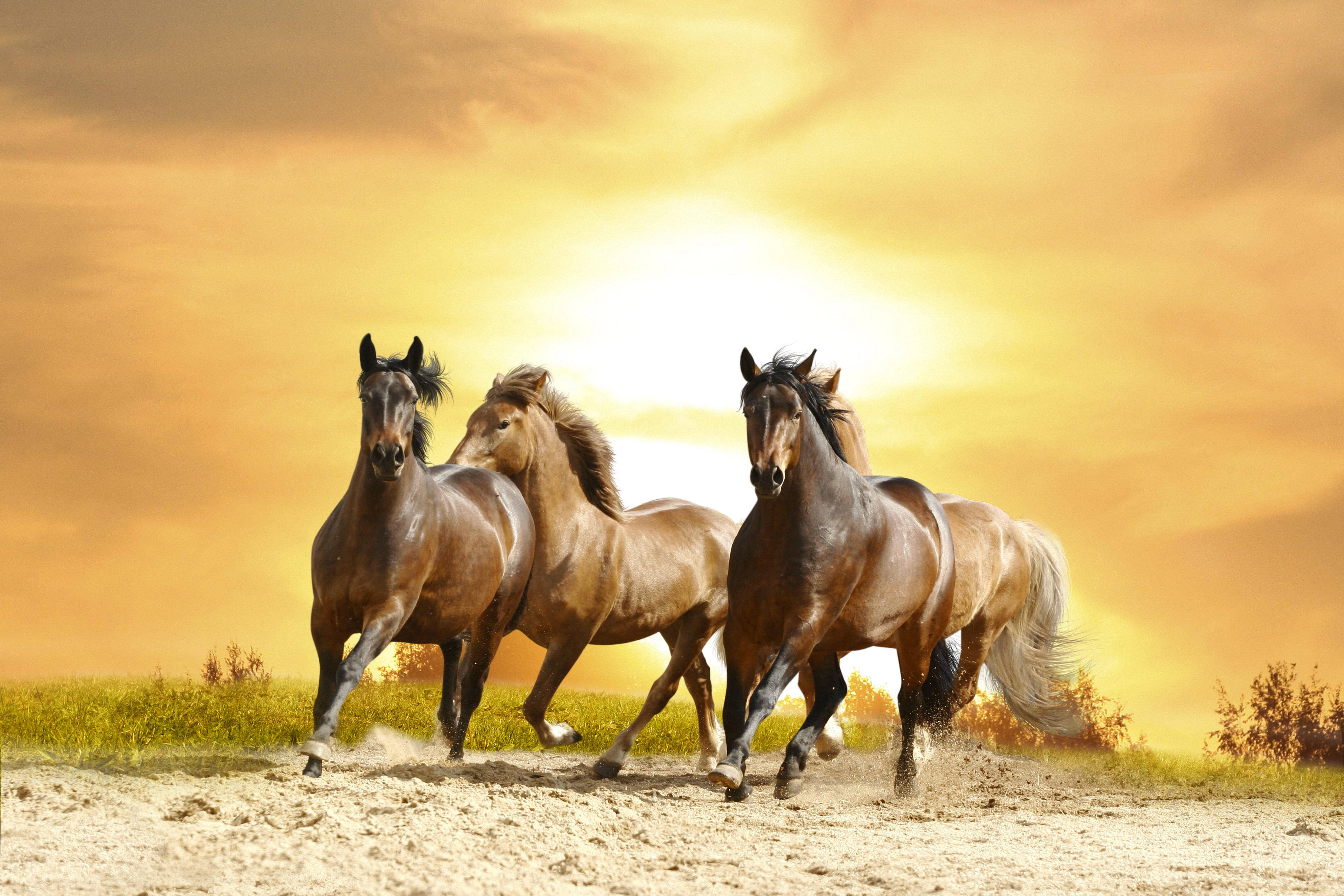 Wallpaper Horse Sunset Wallpapers