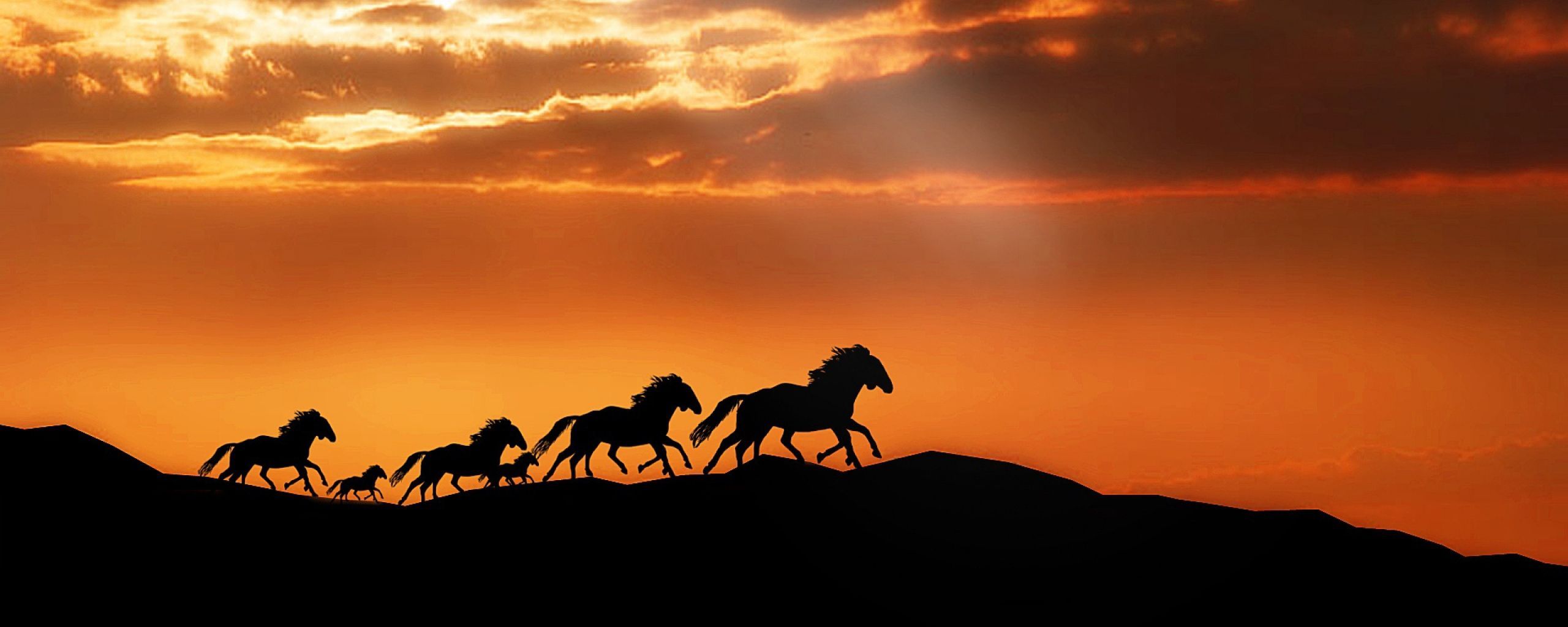 Wallpaper Horse Sunset Wallpapers