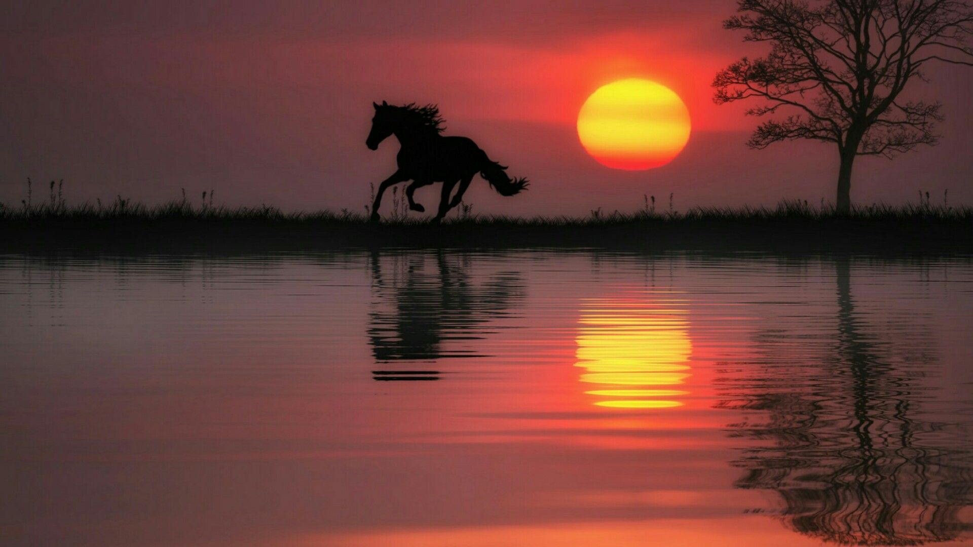 Wallpaper Horse Sunset Wallpapers