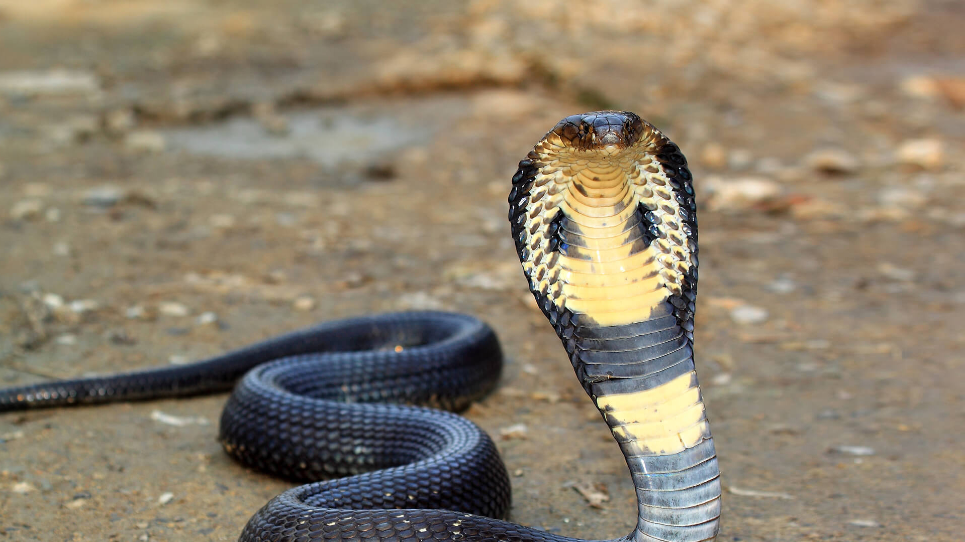 Wallpaper King Cobra Wallpapers