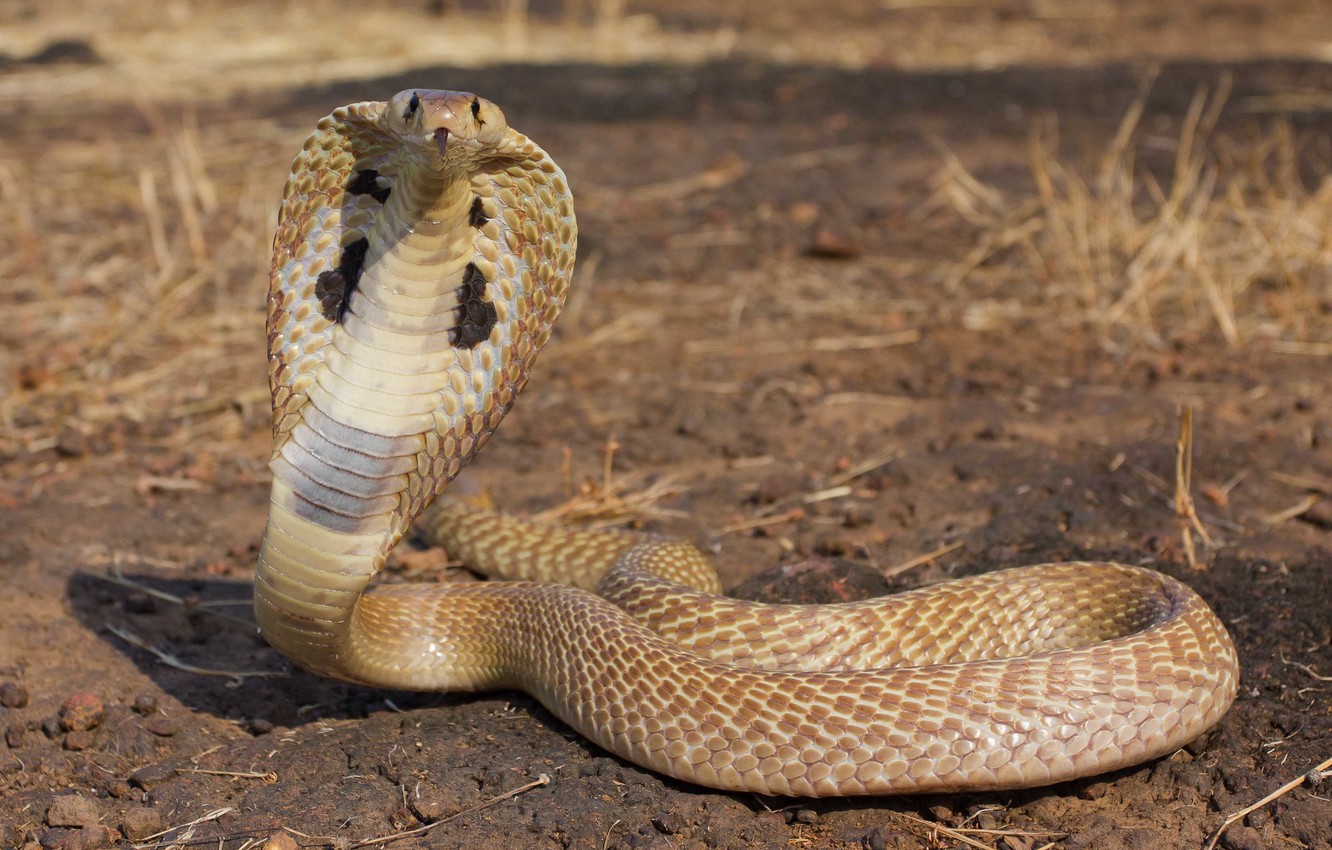 Wallpaper King Cobra Wallpapers