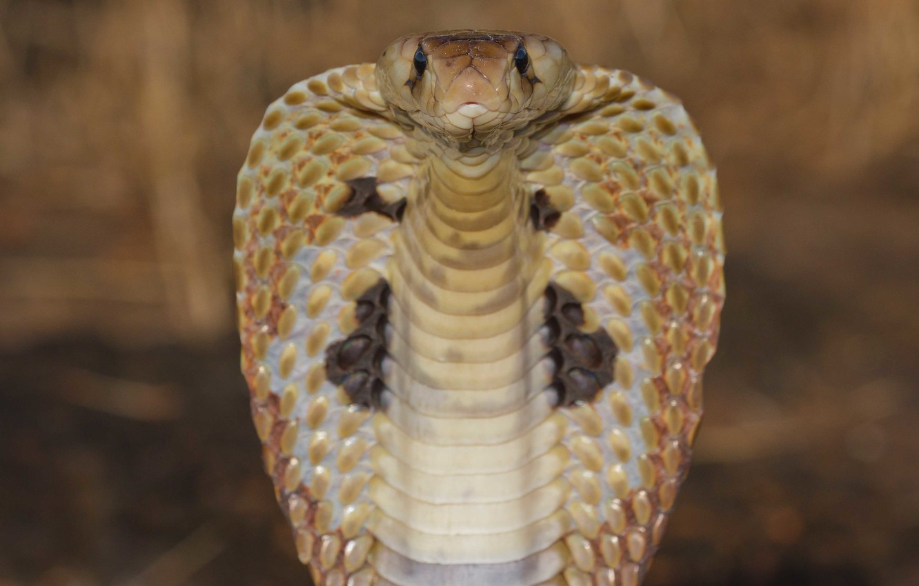 Wallpaper King Cobra Wallpapers