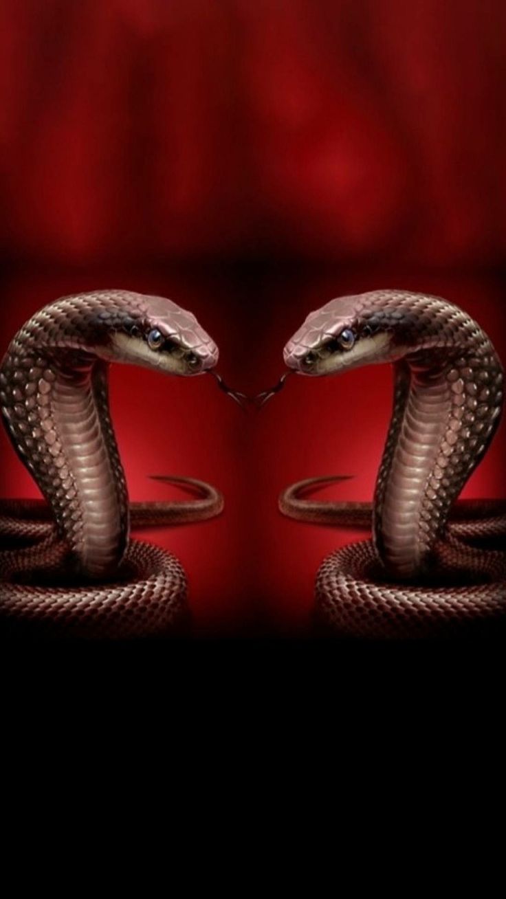 Wallpaper King Cobra Wallpapers