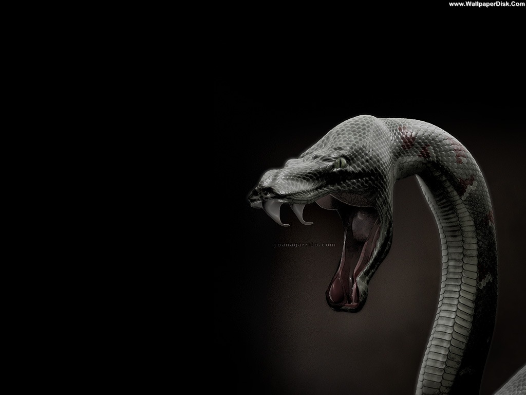 Wallpaper King Cobra Wallpapers