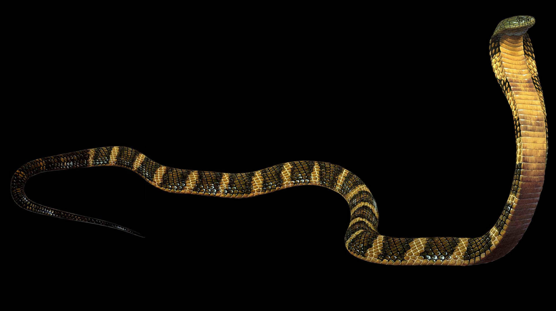 Wallpaper King Cobra Wallpapers